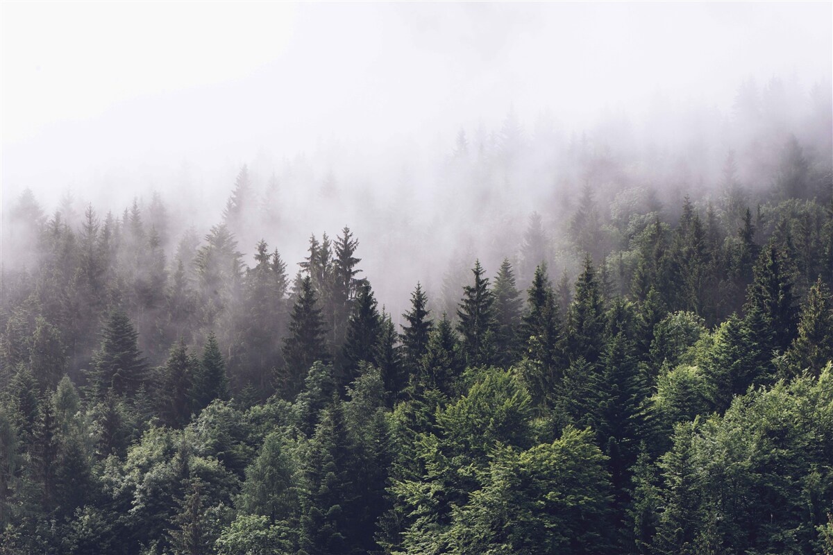 Fototapeten Die Pracht des mysteriösen Waldes im Nebel