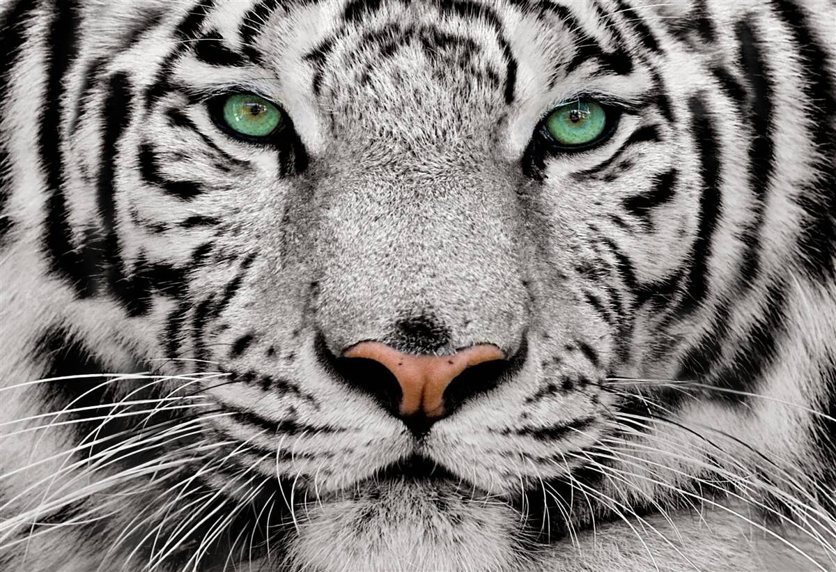 Fototapeten Das Bild eines weißen Tigers
