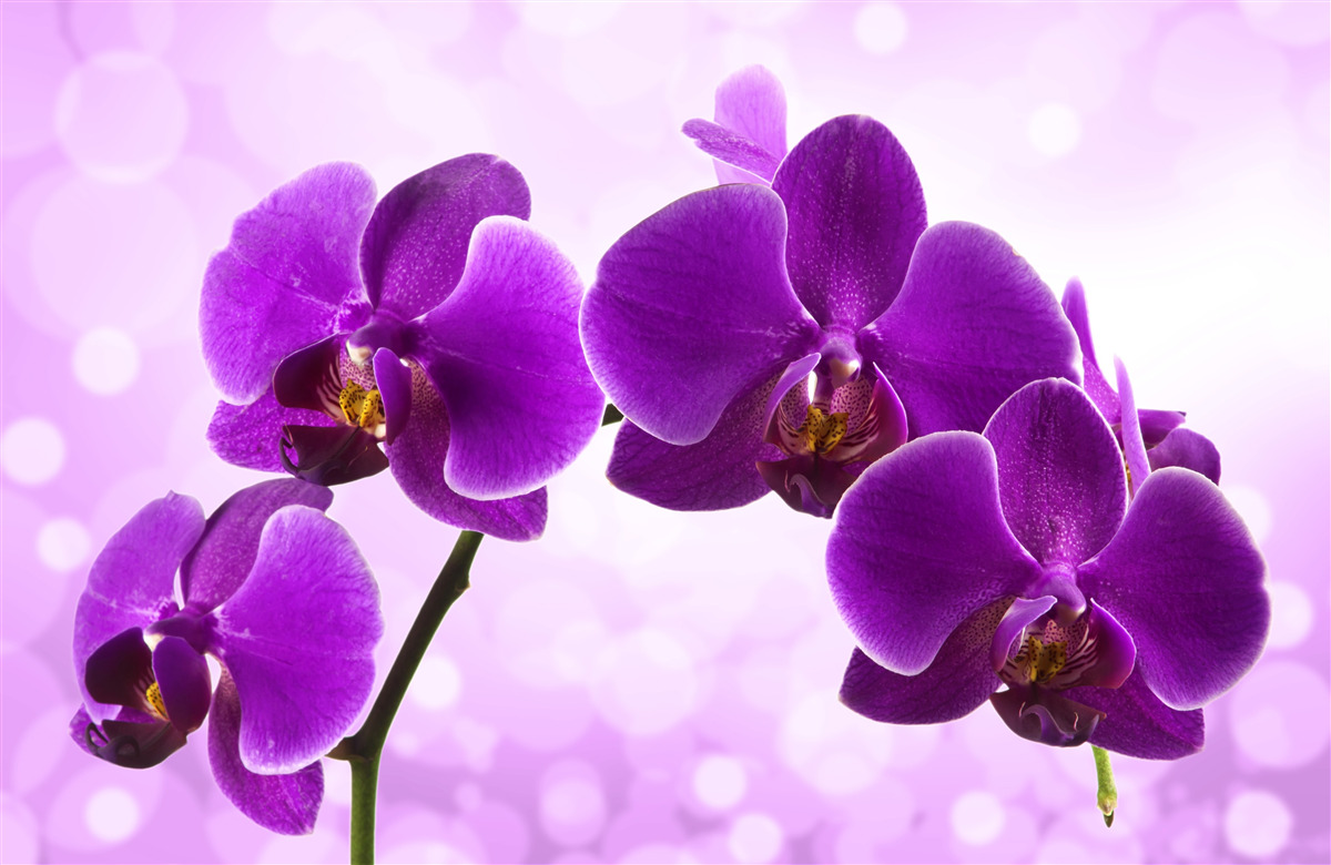 Fototapeten Tiefes lila Orchidee