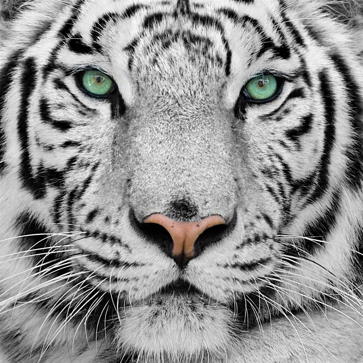 Fototapeten Ein großer weißer Tiger