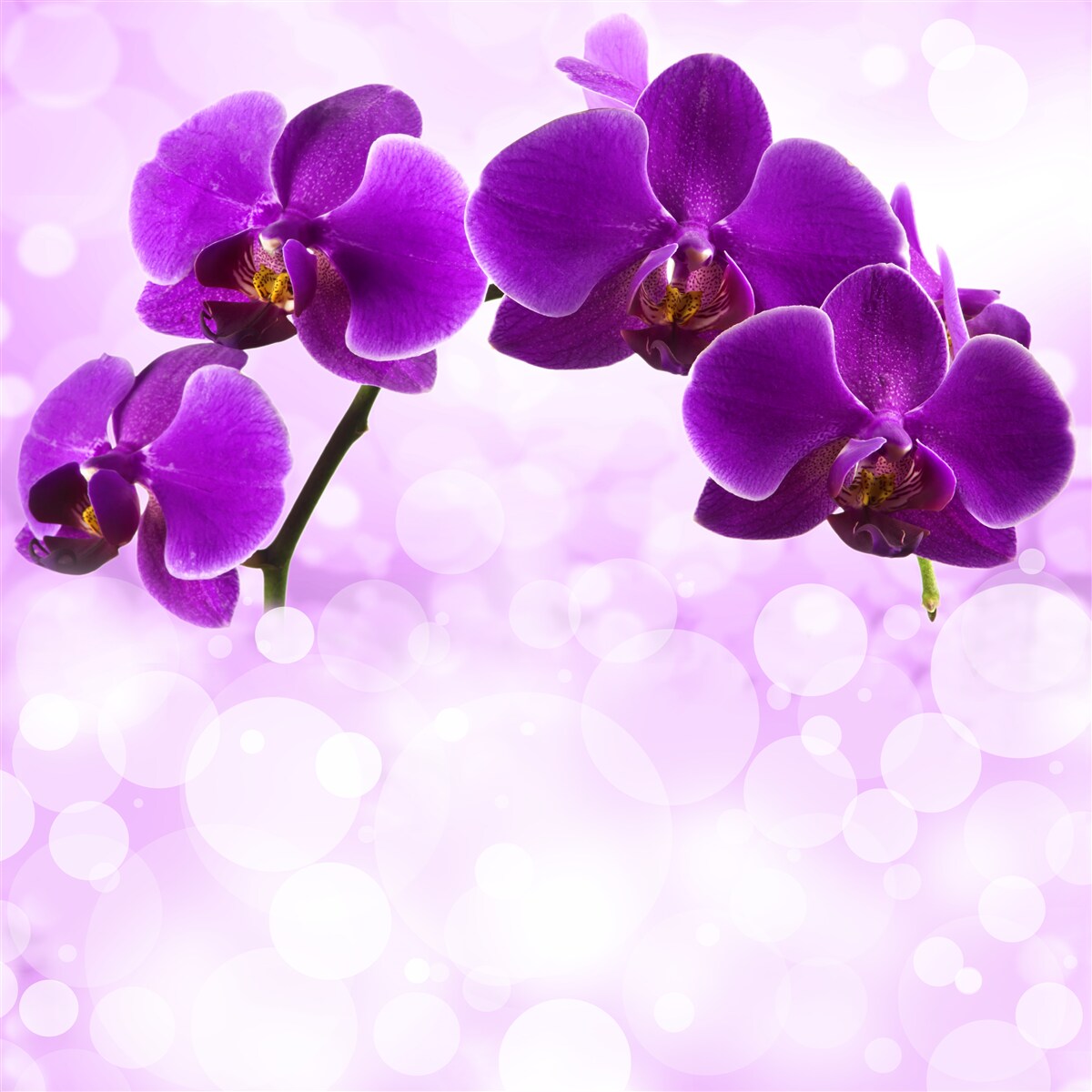 Fototapeten Orchidee mit dunkelvioletten Blüten