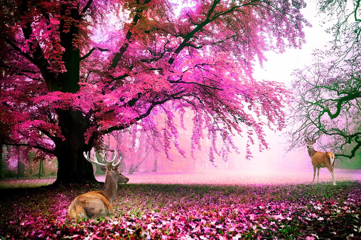 Fototapeten Sakura im rosa Sommer herum