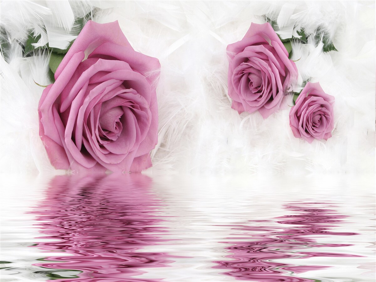 Fototapeten Lila -Rosen in einem flüssigen Element