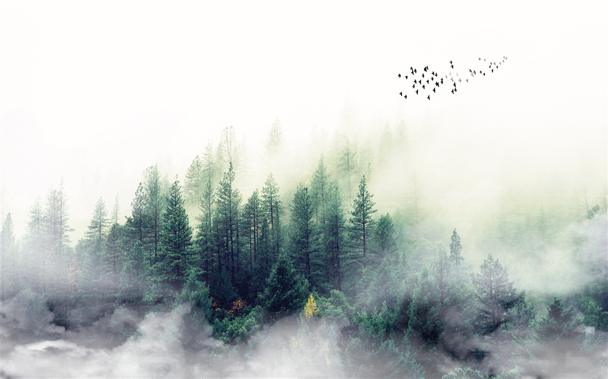 Fototapeten Der Wald unter den Vögeln ist mit Nebel bedeckt