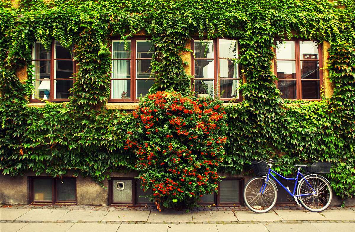 Fototapeten Haus mit Grün bedeckt