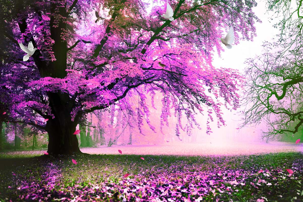 Fototapeten Highering Töne von Kirschblumen