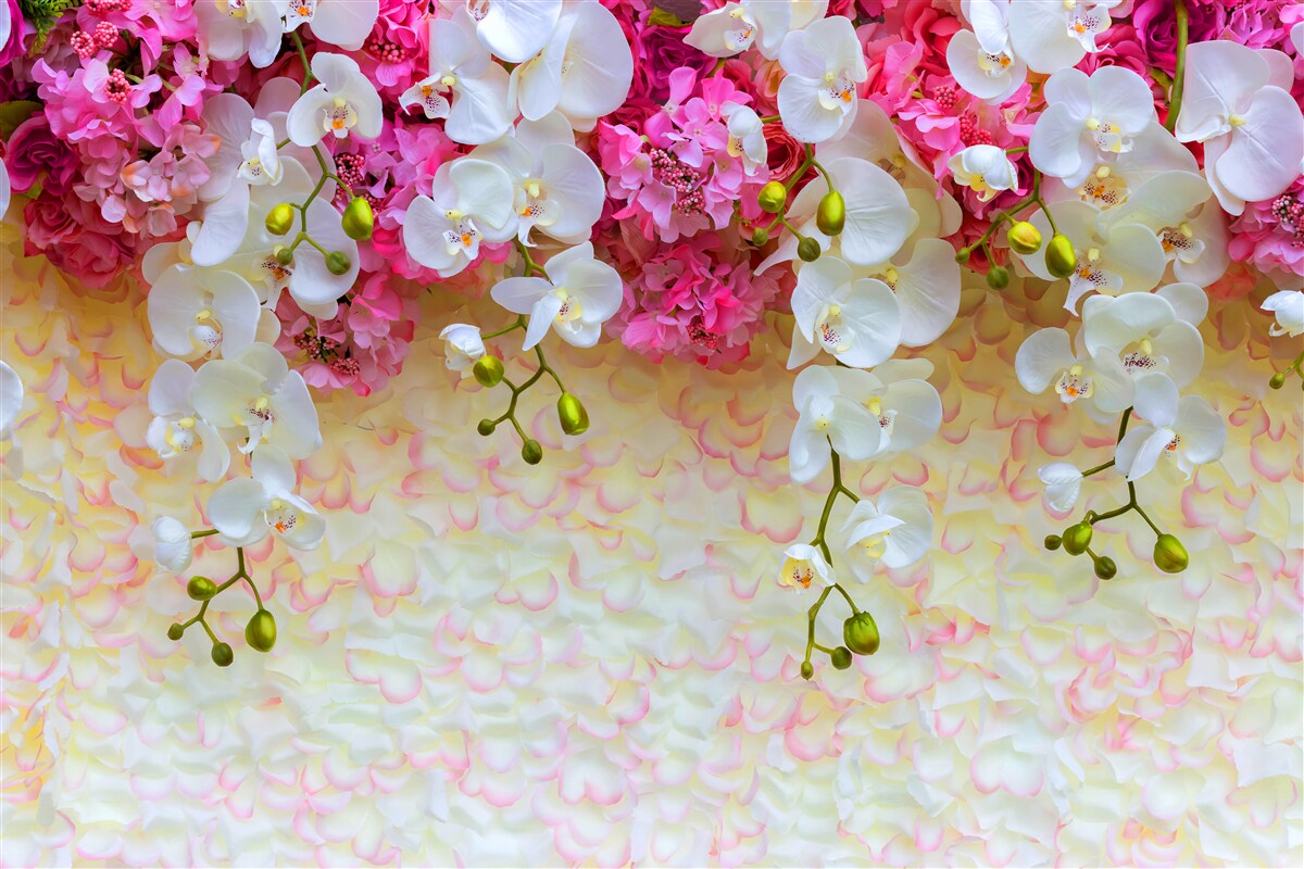 Fototapeten Die Orchideen sind weiß mit rosa Farbtönen, hängen