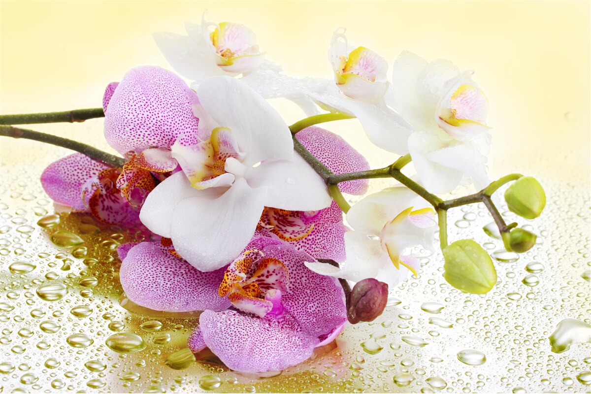 Fototapeten Trost auf Zweige von entzückenden Orchideen