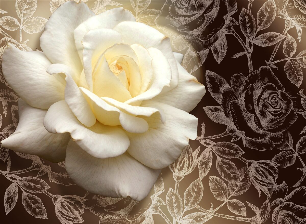 Fototapeten Große weiße Rose