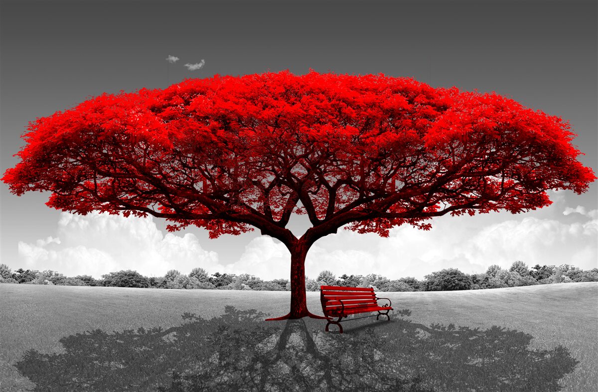 Fototapeten Das Leben ist ein roter Baum im grauen Raum der Lichtung