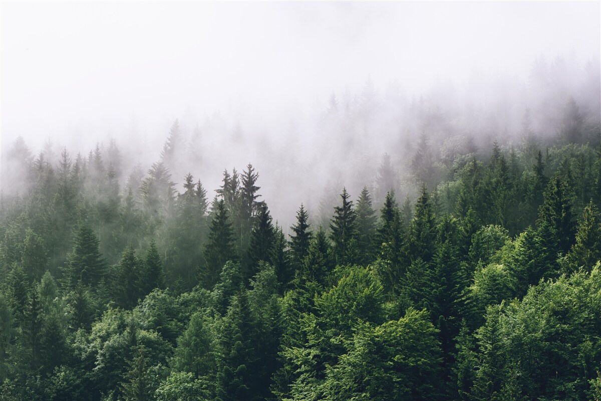Fototapeten Der Bergwald ist Nebel