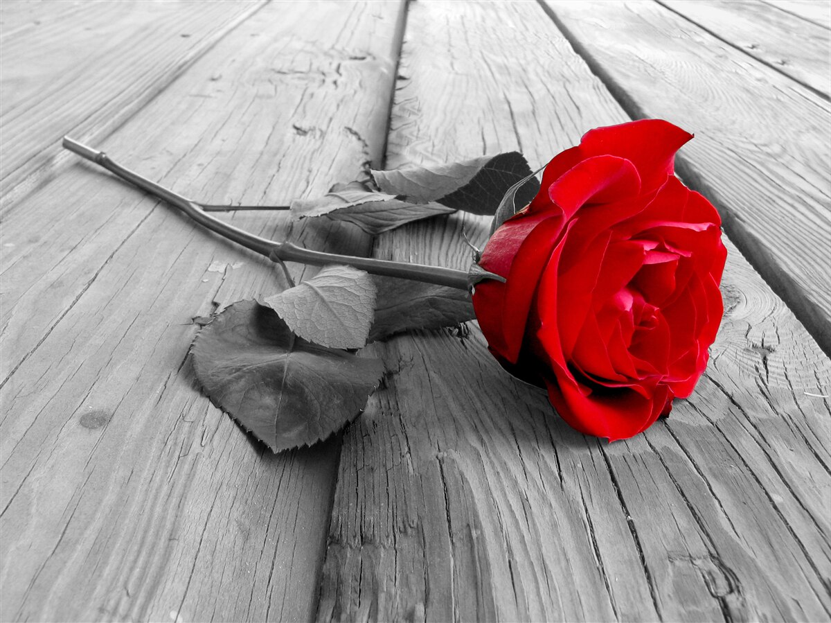 Fototapeten Eine rote Rose blühte auf grauem Hintergrund