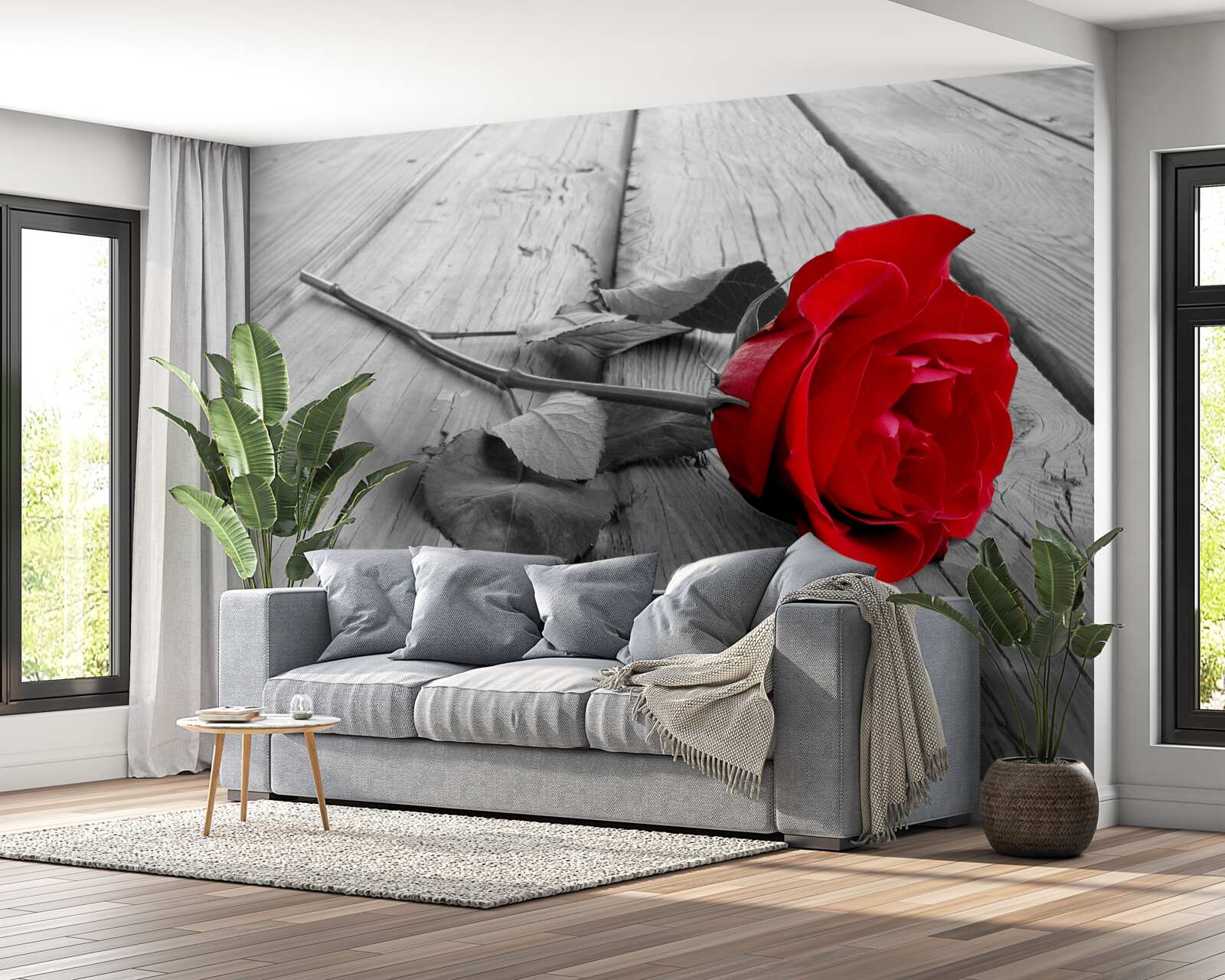 Fototapeten Eine rote Rose blühte auf grauem Hintergrund