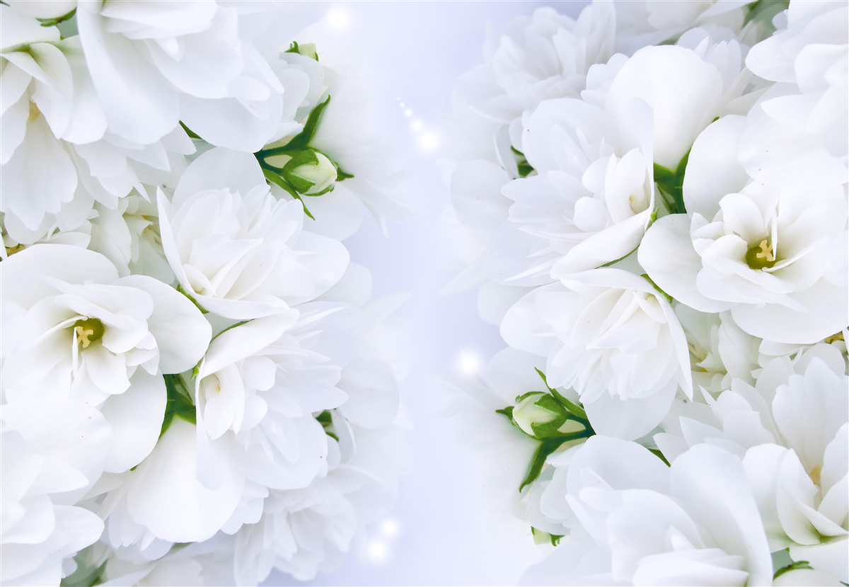 Fototapeten Die Blüten sind groß und weiß