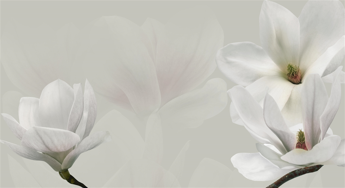 Fototapeten halbbezogene, weiße Blumen