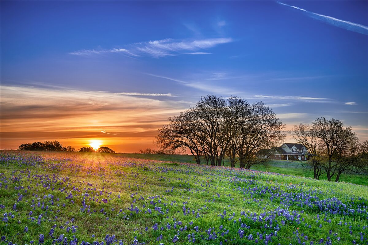 Fototapeten Die Sonne untergeht über das von Blumen übersätselte Feld