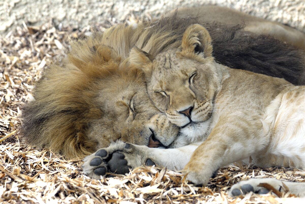Fototapeten Löwe und Löwin, die Ehe schaffen, Sayat