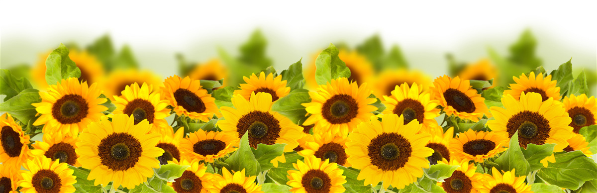 Fototapeten Eine große Anzahl goldener Sonnenblumen