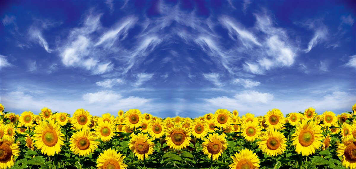 Fototapeten Blauer Himmel über dem Feld mit Sonnenblumen