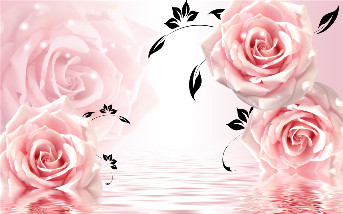 Fototapeten Große Rosen in einem zarten rosa Farbton