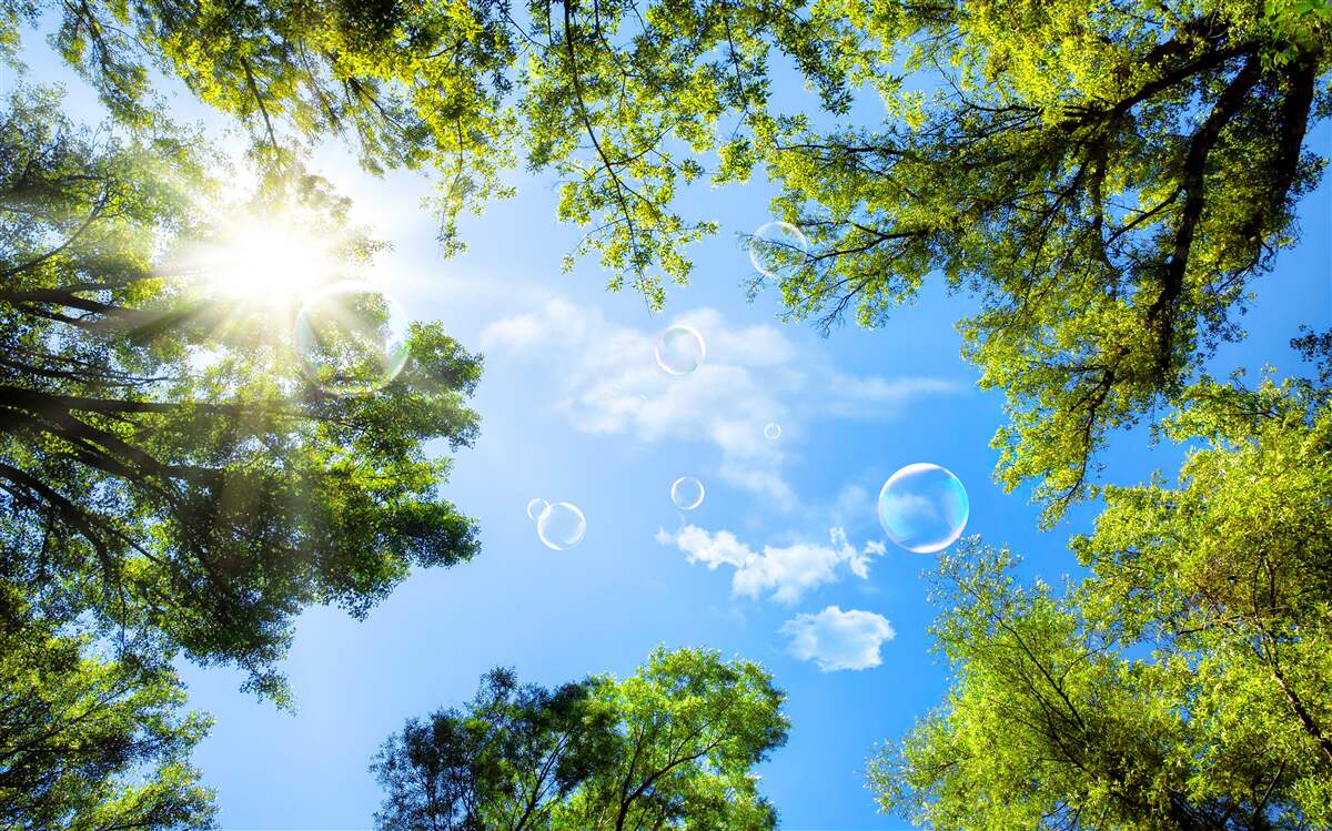 Fototapeten Der grüne Wald wird durch helles Sonnenlicht beleuchtet