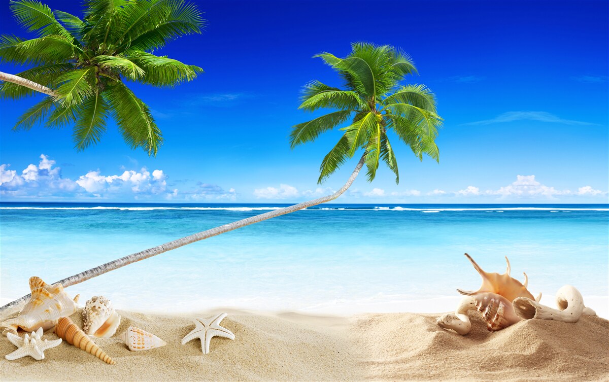 Fototapeten Der Strand in einem tropischen Bereich und Palmen, wo es Stille gibt