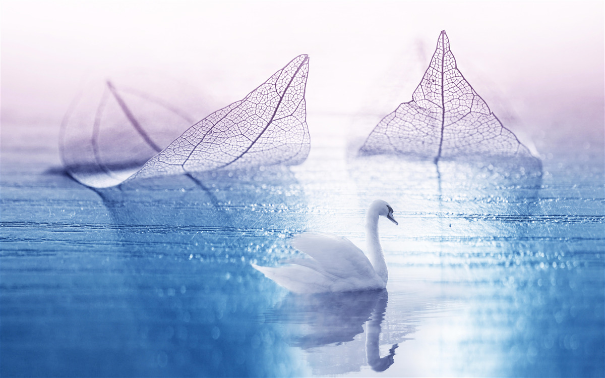 Fototapeten Der schneebedeckte Schwan schmückt ruhiges Wasser