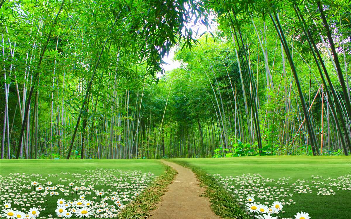 Fototapeten Ein Feld, das zum Bambushain wird