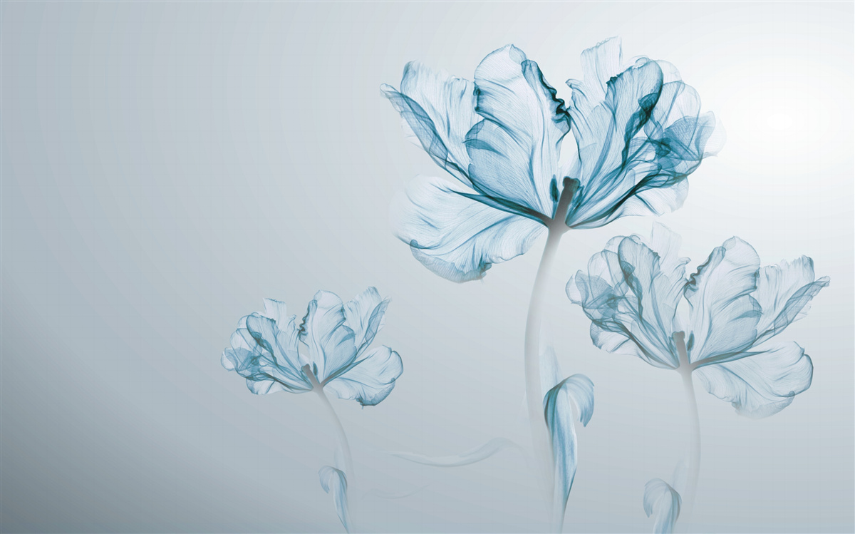 Fototapeten Blaue Blüten mit Transparenz