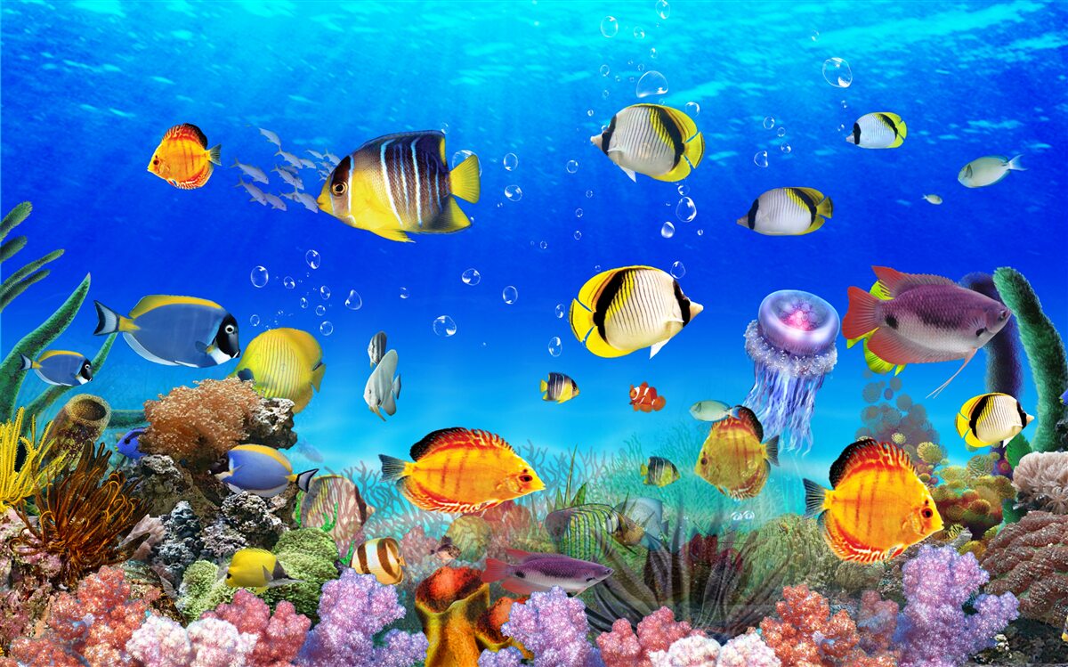Fototapeten Bunte Fisch in blauem Wasser