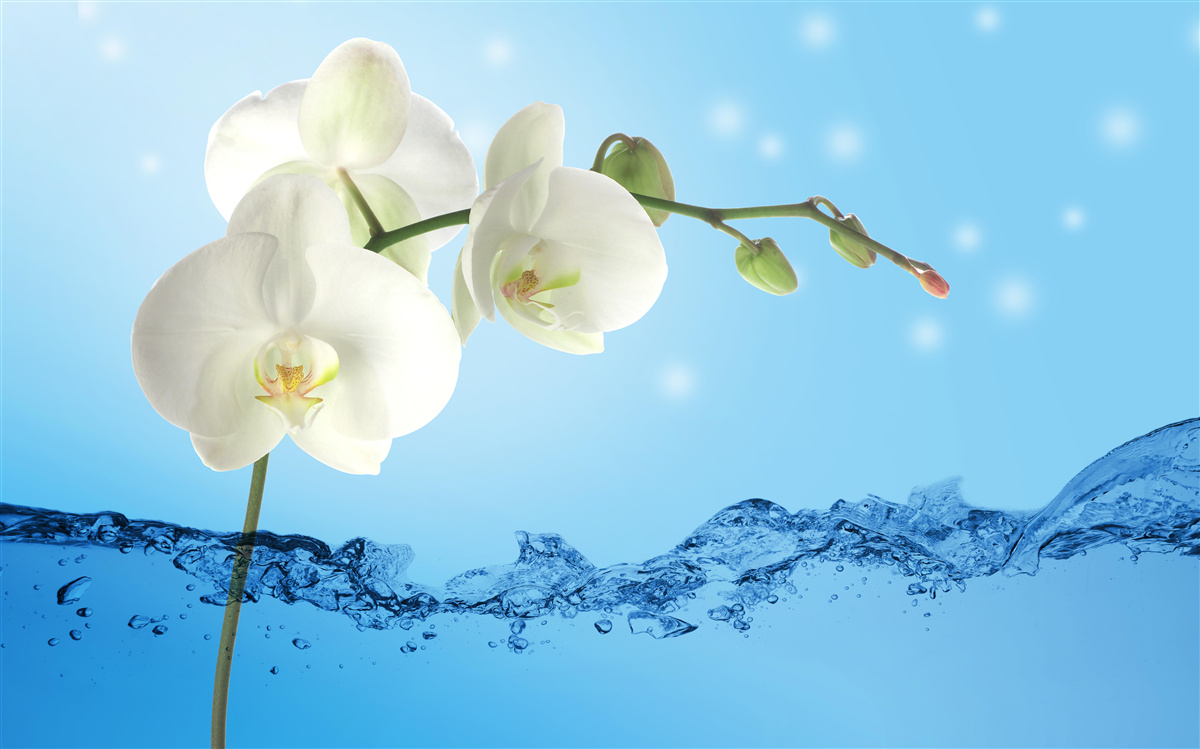 Fototapeten Antwort: Weißer Orchidee in Wasser getaucht