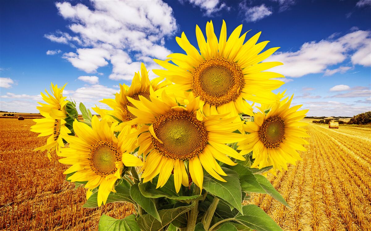 Fototapeten Ein Sonnenblumenstrauß kann am Himmel und das Weizenfeld gesehen werden