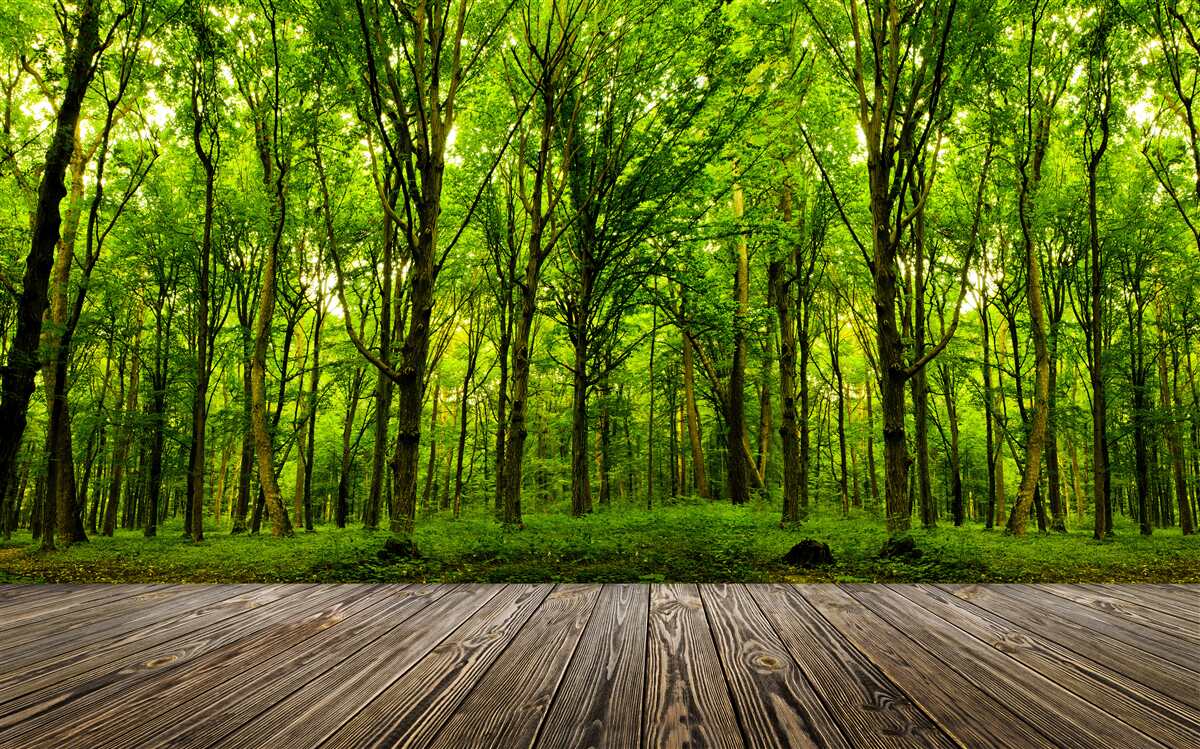 Fototapeten Grüner Wald, schlank und reich, beleuchtet durch die Sonnenstrahlen
