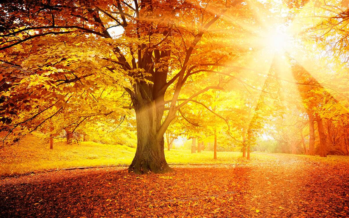 Fototapeten Das helle Licht der Sonne dringt durch den Herbstnebel des Waldes ein