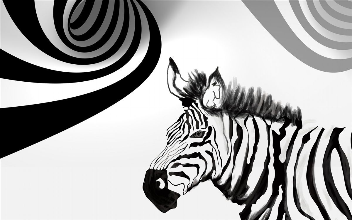 Fototapeten Schwarz -Weiß -Zebra im Warten