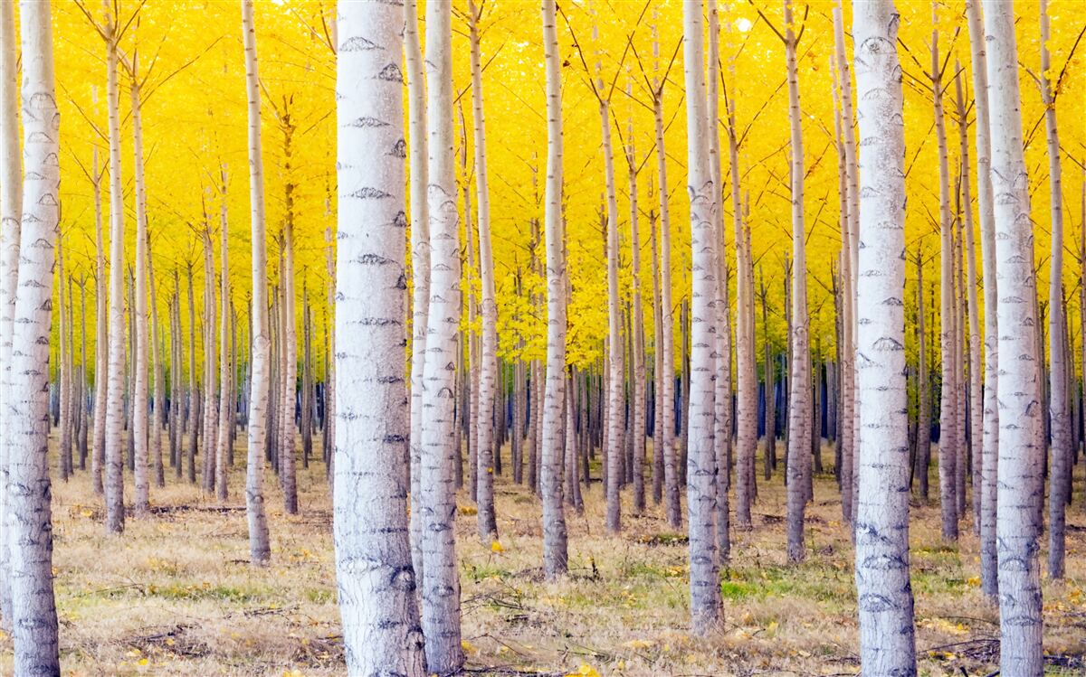 Fototapeten Hellgelbe Farben werden im Birkenwald aufgehellt