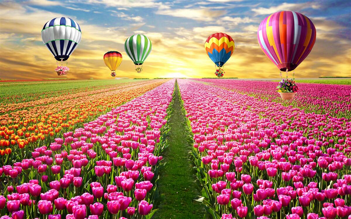 Fototapeten Kugeln, die über dem Feld der Tulpen steigen