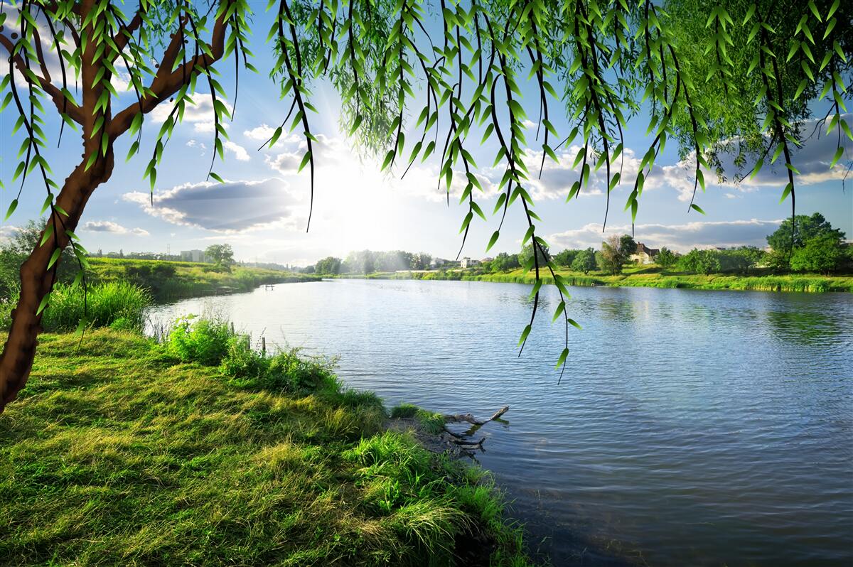 Fototapeten Die Schönheit der Weide in der Nähe des Ufers des ruhigen Wassers