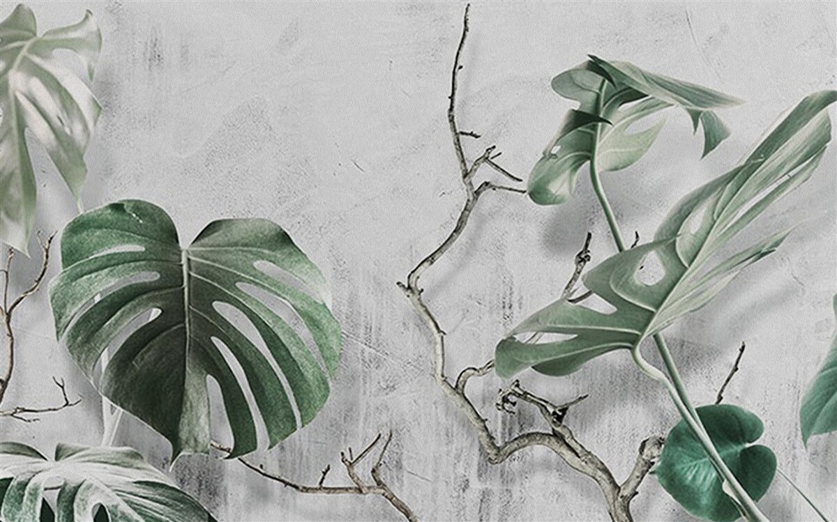 Fototapeten Monstera -grüne Blätter sind groß