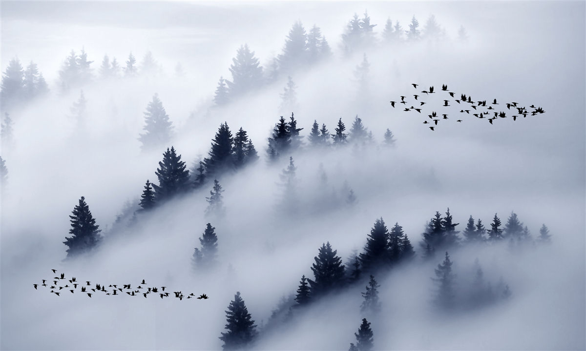 Fototapeten Der Nadelwald umhüllt dicker Nebel um