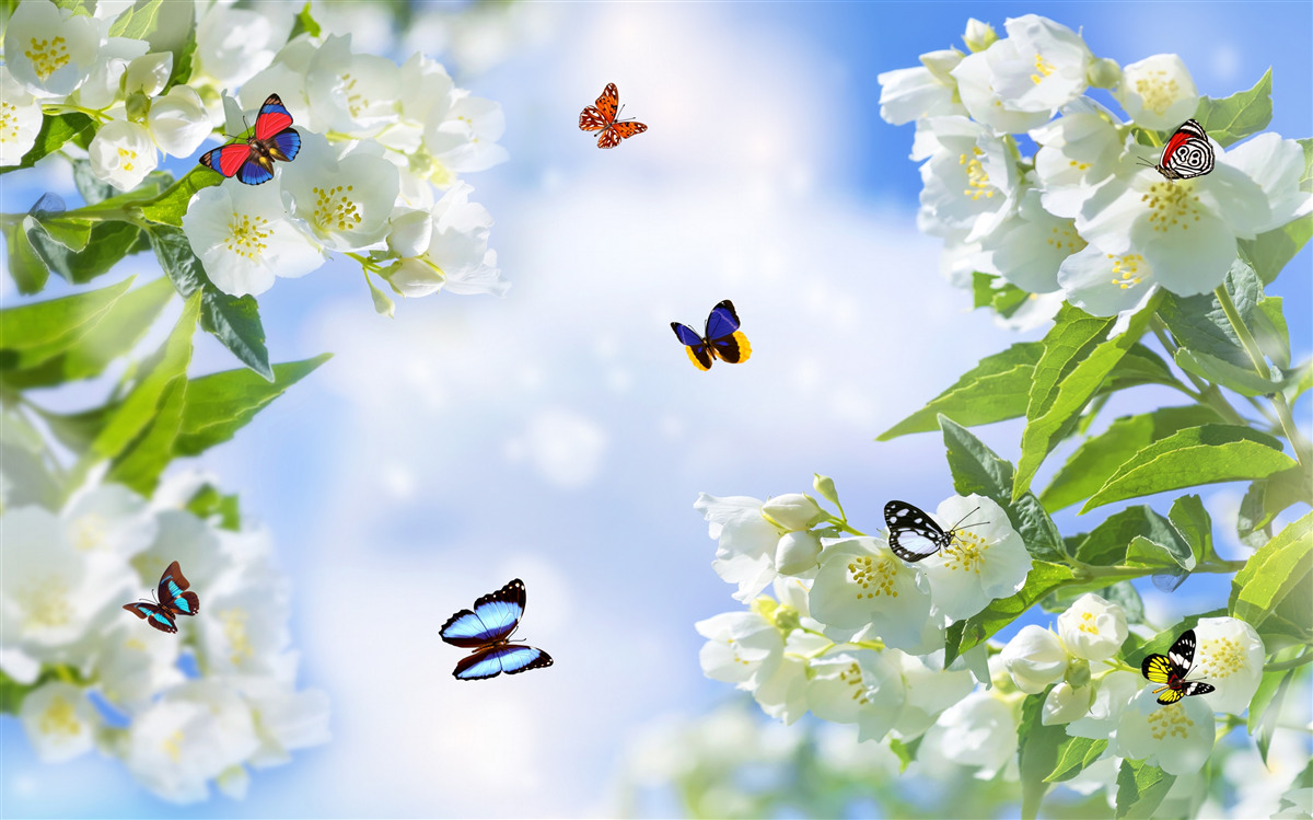 Fototapeten mehrfarbige Schmetterlinge und schneebedeckte Blumen