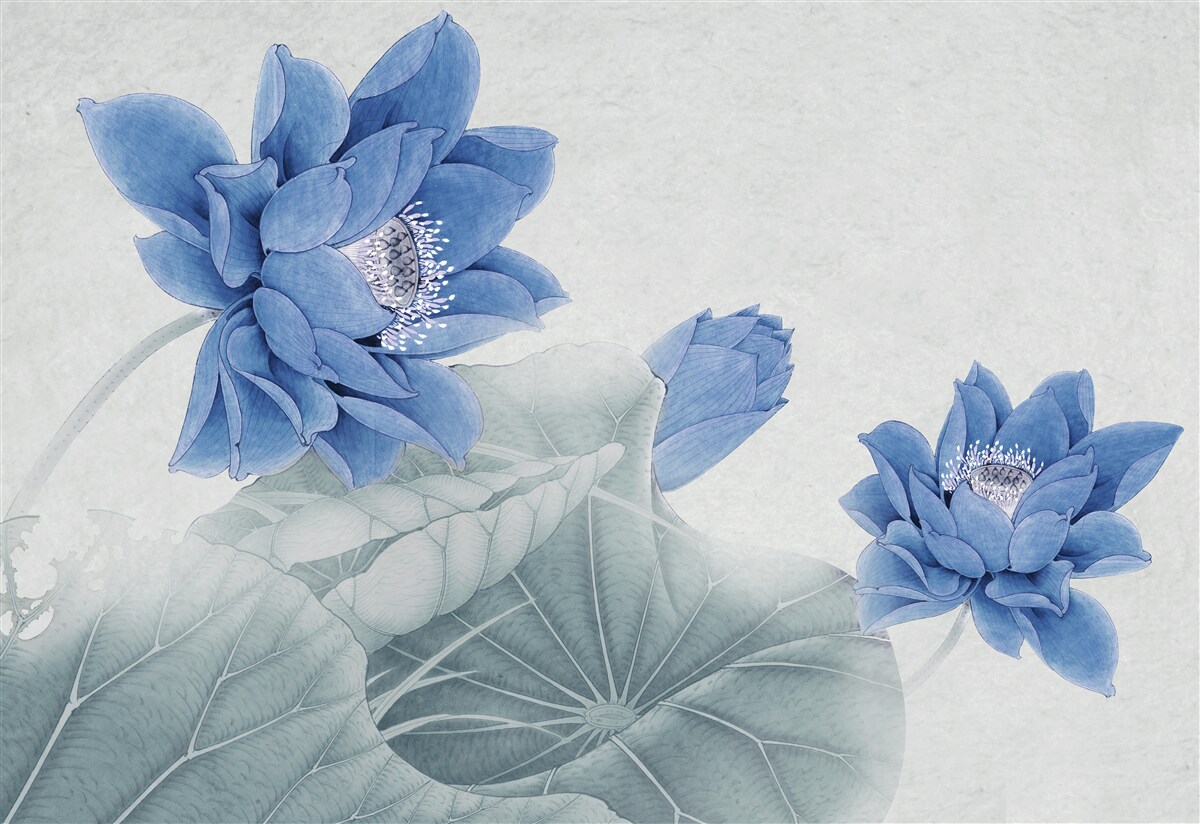 Fototapeten Blue Lotus blüht auf grauem Hintergrund