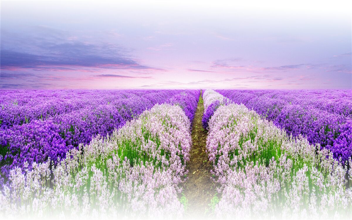 Fototapeten Feld mit einem duftenden Lavendel in den Wiesen