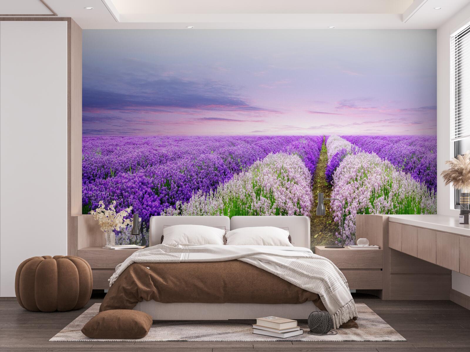 Fototapeten Feld mit einem duftenden Lavendel in den Wiesen