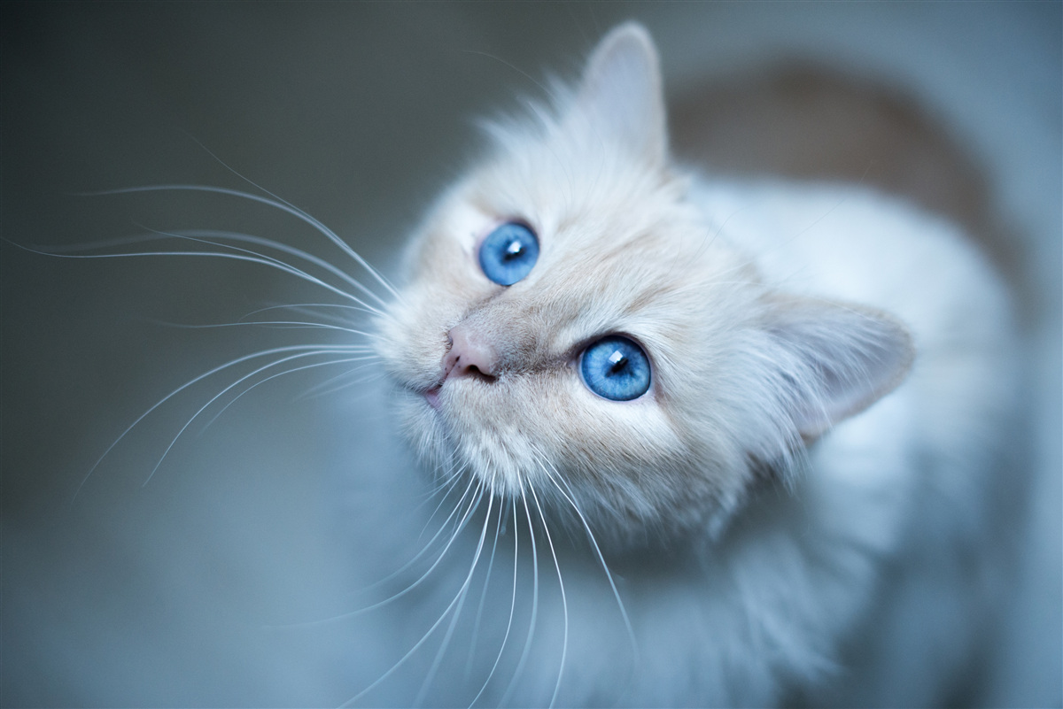 Fototapeten ein Kätzchen mit weißem Fell und blauen Augen
