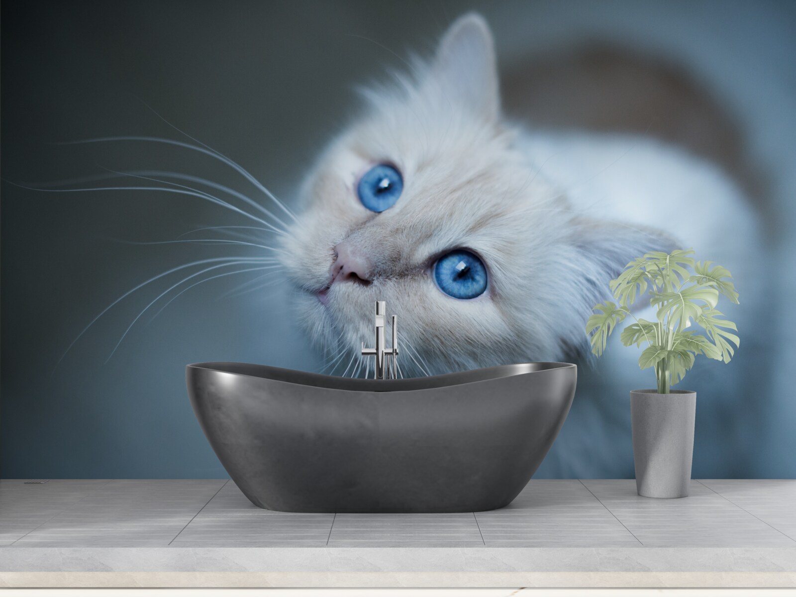 Fototapeten ein Kätzchen mit weißem Fell und blauen Augen