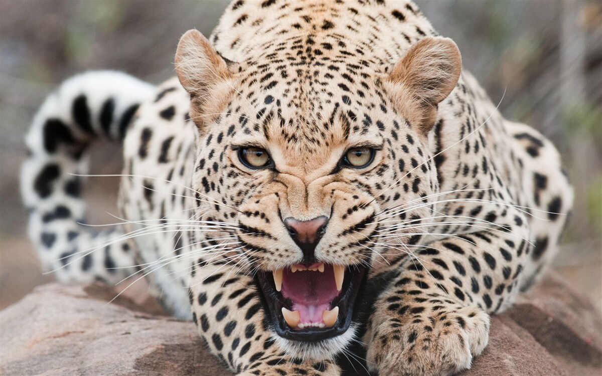 Fototapeten Leopard wird einen Sprung machen