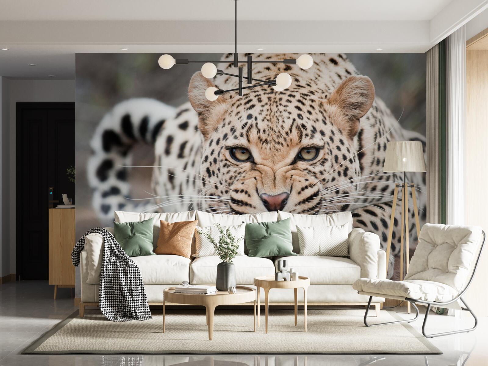 Fototapeten Leopard wird einen Sprung machen