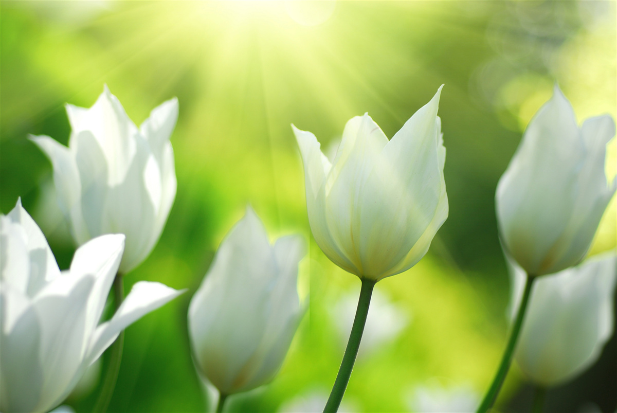 Fototapeten Schnee -White -Tulpen unter den Sonnenstrahlen