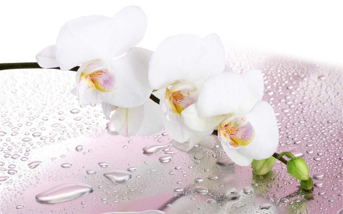 Fototapeten Nass weißer Zweig der Orchidee, die mit Wassertropfen verziert sind